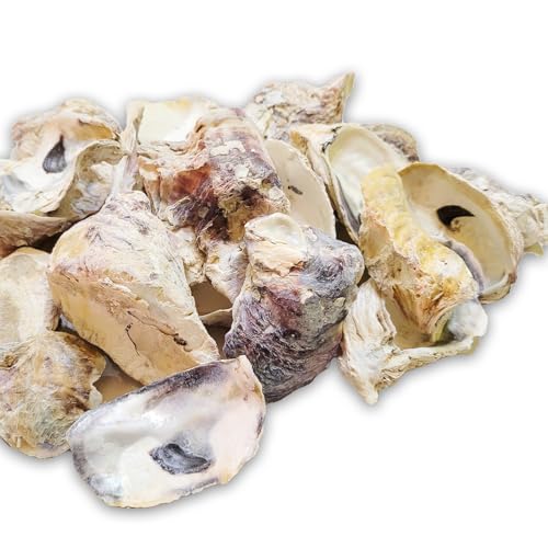 MGS SHOP Maritime Dekoration - Mix, echte Bunte Dekomuscheln, Dekosand Strand, Seepocken oder Kammmuscheln zum Dekorieren & Basteln (Austern groß) von MGS SHOP
