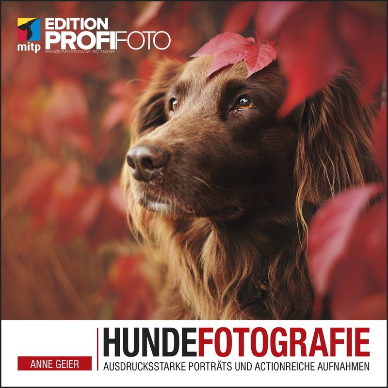 Hundefotografie - Anne Geier, Kartoniert (TB) von MITP-Verlag