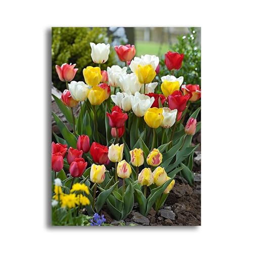 MOMAKA 5D Diamond Painting Kits Tulpe, DIY Diamant Malerei Full Drill Set, Runde Diamant Arts Craft Cross Stickerei Malerei Kits für die Home Wanddekoration 30x40 cm rk743 MOMAKA 5D Diamond Painting Kits Tulpe, DIY Diamant Malerei Full Drill Set, Runde Diamant Arts Craft Cross Stickerei Malerei Kits für die Home Wanddekoration 30x40 cm rk743 von MOMAKA
