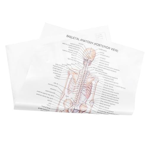 MUCKLILY Menschliches Anatomie -Poster Dekorationen ästhetisch Lehre gotisch Wand Muskel Poster aus Kraftpapier dekoratives Plakat Bar-Plakat Parteiplakat Seidentuch Weiß von MUCKLILY