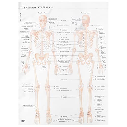 MUCKLILY Skelettmuskel Poster Poster Dekoration Menschliche Anatomie Skelett Menschliches Poster Anatomie Poster Anatomisches Poster Torso Modell Anatomie Schädel Anatomie von MUCKLILY