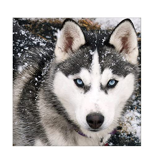 MXJSUA Diamond Painting Wolf, Diamond Painting Kinder, Diamant Painting Bilder, DIY 5D Diamant Painting, Full Diamond Painting, Tier Diamond Painting Set Diamant Painting für Wand Dekor 30x30cm MXJSUA Diamond Painting Wolf, Diamond Painting Kinder, Diamant Painting Bilder, DIY 5D Diamant Painting, Full Diamond Painting, Tier Diamond Painting Set Diamant Painting für Wand Dekor 30x30cm von MXJSUA