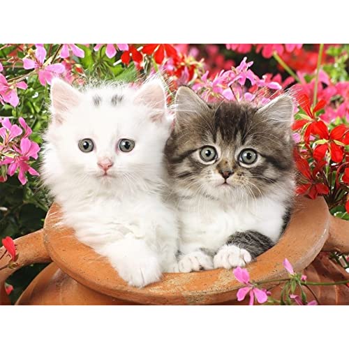 5D Diamond Painting Erwachsene DIY 5D Diamant Painting Kinder Diamanten Malen nach Zahlen weiß Katze und bunte Katze Tempel Kristall Stickerei Kreuzstich Kunst Handwerk Leinwand Wanddeko 30x40cm 5D Diamond Painting Erwachsene DIY 5D Diamant Painting Kinder Diamanten Malen nach Zahlen weiß Katze und bunte Katze Tempel Kristall Stickerei Kreuzstich Kunst Handwerk Leinwand Wanddeko 30x40cm von MXJSUA