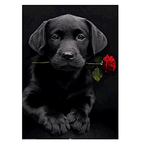 MXJSUA Diamond Painting Diamant Painting Bilder DIY 5D Diamantbild, Malen nach Zahlen, DIY 5D Diamant Painting Labrador und Rose, Strass Stickerei, DIY Cross Stickerei Malerei Kits Wand Dekor 30X40cm MXJSUA Diamond Painting Diamant Painting Bilder DIY 5D Diamantbild, Malen nach Zahlen, DIY 5D Diamant Painting Labrador und Rose, Strass Stickerei, DIY Cross Stickerei Malerei Kits Wand Dekor 30X40cm von MXJSUA