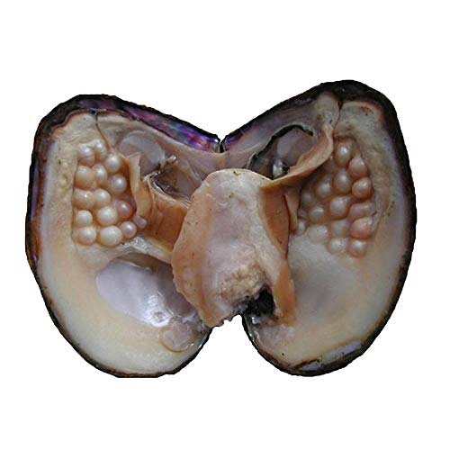 Zuchtperlen in Austern, Süßwasserperlen-Austern mit Perlen im Inneren, große Austerperlen in Austern, Jubiläumsdekoration für Schmuckherstellung oder Geburtstagsgeschenke (5–7 mm) von Magnitt