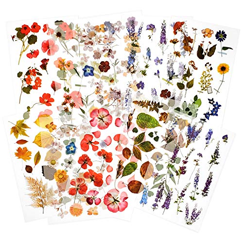 10 Blätter Transferaufkleber einreiben Sammelalbum Aufkleber Blumenaufkleber Dekorationsplaner Aufkleber Pflanzenaufkleber für Scrapbooking Tagebuch Album Bullet Journals DIY Arts and Crafts (Garden) von Mayplous