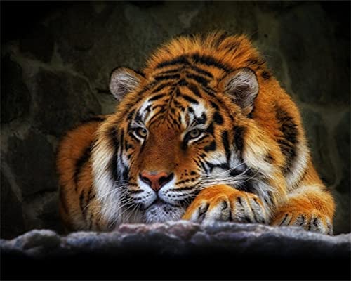 Meecaa Malen nach Zahlen, Motiv: schlafender Tiger, Tier, Set für Erwachsene, Anfänger, DIY-Ölgemälde, 40,6 x 50,8 cm (Tiger, ohne Rahmen) von Meecaa