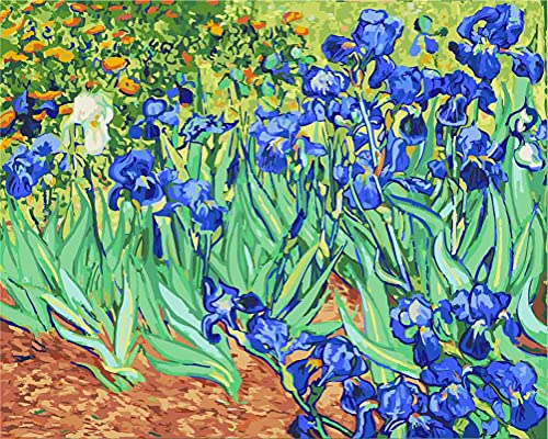 Meecaa Malen nach Zahlen Irisblume Picasso Kit für Erwachsene Anfänger DIY Ölgemälde 40,6 x 50,8 cm (Blume, kein Rahmen) von Meecaa