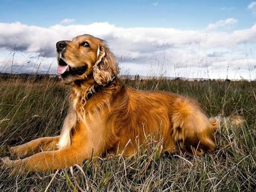 Mesribandy Kreuzstich Stickpackung 11CT Vorgedruckt Kreuzstich Set Golden Retriever DIY Starter Stickbild Handwer Geschenk Heimdekoration 50x70 cm von Mesribandy