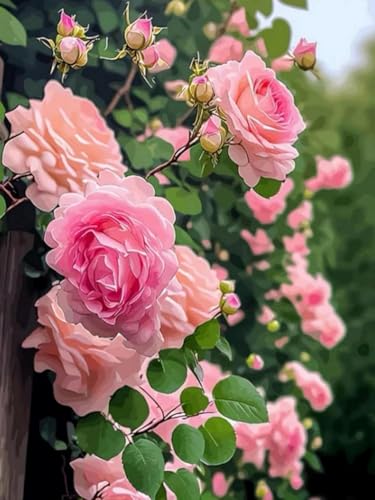 Mesribandy Kreuzstich Stickpackung 11CT Vorgedruckt Kreuzstich Set Rose DIY Starter Stickbild Handwer Geschenk Heimdekoration 50x70 cm Mesribandy Kreuzstich Stickpackung 11CT Vorgedruckt Kreuzstich Set Rose DIY Starter Stickbild Handwer Geschenk Heimdekoration 50x70 cm von Mesribandy