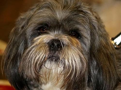 Mesribandy Kreuzstich Stickpackung 11CT Vorgedruckt Kreuzstich Set Shih Tzu DIY Starter Stickbild Handwer Geschenk Heimdekoration 40x50 cm Mesribandy Kreuzstich Stickpackung 11CT Vorgedruckt Kreuzstich Set Shih Tzu DIY Starter Stickbild Handwer Geschenk Heimdekoration 40x50 cm von Mesribandy