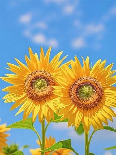 Mesribandy Kreuzstich Stickpackung 11CT Vorgedruckt Kreuzstich Set Sonnenblumen DIY Starter Stickbild Handwer Geschenk Heimdekoration 40x50 cm Mesribandy Kreuzstich Stickpackung 11CT Vorgedruckt Kreuzstich Set Sonnenblumen DIY Starter Stickbild Handwer Geschenk Heimdekoration 40x50 cm von Mesribandy