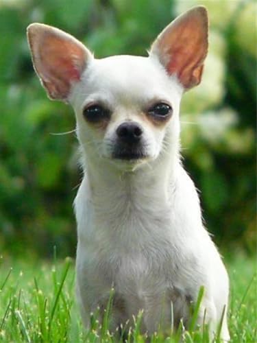 Mesribandy Kreuzstich Stickpackung 11CT Vorgedruckt Kreuzstich Set Tier-Chihuahua DIY Starter Stickbild Handwer Geschenk Heimdekoration 40x50 cm Mesribandy Kreuzstich Stickpackung 11CT Vorgedruckt Kreuzstich Set Tier-Chihuahua DIY Starter Stickbild Handwer Geschenk Heimdekoration 40x50 cm von Mesribandy