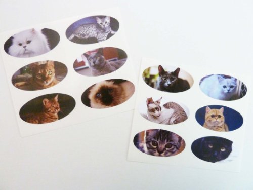 Mini-Aufkleber-Set, Katzen-Aufkleber, oval, 40 x 20 mm, selbstklebend, Kätzchen-Etiketten von Minilabel