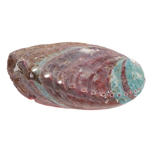 Mobestech Aromatherapie Abalone Halter für Duftöle Dekorationsobjekt und Brennbehälter Vielseitig Einsetzbar für Zuhause Büro und Aquarien Mobestech Aromatherapie Abalone Halter für Duftöle Dekorationsobjekt und Brennbehälter Vielseitig Einsetzbar für Zuhause Büro und Aquarien von Mobestech