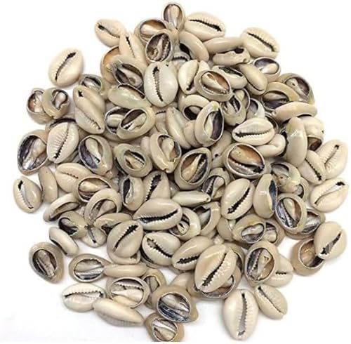 Natürliche Kaurimuscheln, oval, Strandmuscheln, afrikanische Muscheln für Haarschmuck, DIY, Basteln, Perlen und Schmuckherstellung, 100 Stück von Mozff