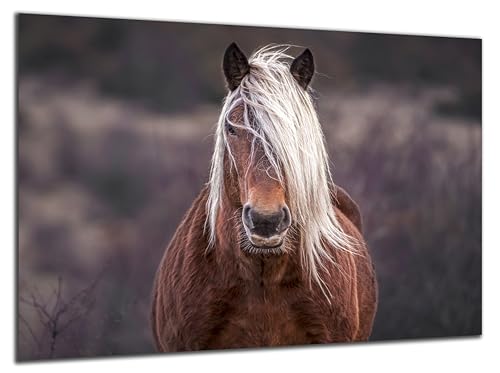 Munera Design - Bild 40x60 - Pferd Pferde-Bilder blonde Mähne - Wand-Bilder Wohnzimmer von Munera Design