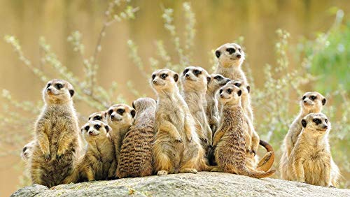 Malen Nach Zahlen Kits Erdmännchen Tiere Malen Nach Zahlen Für Erwachsene Und Kinder Diy Ölgemälde Geschenk-Kits Malen Nach Zahlen Kits Erdmännchen Tiere Malen Nach Zahlen Für Erwachsene Und Kinder Diy Ölgemälde Geschenk-Kits von Munxag