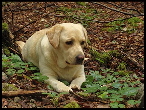 Malen nach Zahlen für Erwachsene Kinder – Bunter Labrador süßer Haustier Hund – DIY Digital Malen nach Zahlen Kits auf Leinwand 40 × 50 cm von Munxag