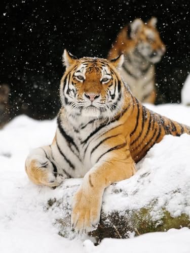 N.LANSHAN DIY Teppich DIY Set Tiger Tier Im Schnee Diy-Knüpfteppich-Sets Für Anfänger，Unfertige Häkel- Und Stickteppiche 90x120cm von N.LANSHAN