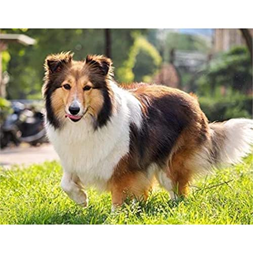 NAEGV Diamant Painting 5D Diamant Malerei Kits Shetland Hund Auf Dem Gras Diy Full Drill Strass Stickerei Bilder Diamond Art Kits Für Erwachsene Geschenk 30x40CM NAEGV Diamant Painting 5D Diamant Malerei Kits Shetland Hund Auf Dem Gras Diy Full Drill Strass Stickerei Bilder Diamond Art Kits Für Erwachsene Geschenk 30x40CM von NAEGV