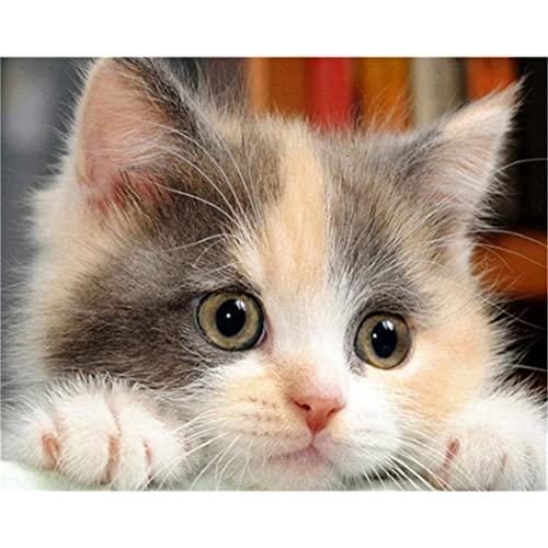 NAEGV Diamant Painting Diy 5D Diamant Malerei Kits Katze Tier Full Drill Diamond Art Stickerei Bilder Strass Geschenk 40x40CM NAEGV Diamant Painting Diy 5D Diamant Malerei Kits Katze Tier Full Drill Diamond Art Stickerei Bilder Strass Geschenk 40x40CM von NAEGV