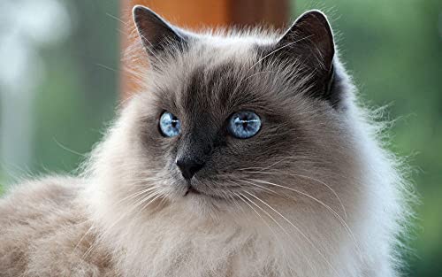 NAEGV Diamant Painting Kinder 5D Diamond Painting Kits, Siamesische Katze DIY Malen Nach Zahlen Erwachsene Diamant Malerei Geburtstagsgeschenke 50x50CM NAEGV Diamant Painting Kinder 5D Diamond Painting Kits, Siamesische Katze DIY Malen Nach Zahlen Erwachsene Diamant Malerei Geburtstagsgeschenke 50x50CM von NAEGV