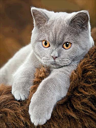 NAIMOER Diamond Painting Katze, 5D Erwachsene Diamant Malerei, Kinder Stickerei Kreuzstich Wohnzimmer Bilder 30x40cm NAIMOER Diamond Painting Katze, 5D Erwachsene Diamant Malerei, Kinder Stickerei Kreuzstich Wohnzimmer Bilder 30x40cm von NAIMOER