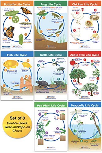 NEW PATH LEARNING Lebenszyklen 8er Set NEW PATH LEARNING Lebenszyklen 8er Set von NewPath Learning
