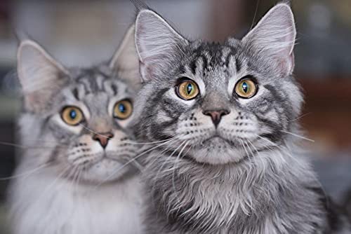 NFRAZ DIY 5D-Diamant-Malset, Diamant-Malsets, Maine-Coon-Katze, Tier, Malen nach Zahlen, Diamant, Diamant-Malerei, Kunsthandwerk für die Wanddekoration zu Hause, 30 x 40 cm NFRAZ DIY 5D-Diamant-Malset, Diamant-Malsets, Maine-Coon-Katze, Tier, Malen nach Zahlen, Diamant, Diamant-Malerei, Kunsthandwerk für die Wanddekoration zu Hause, 30 x 40 cm von NFRAZ