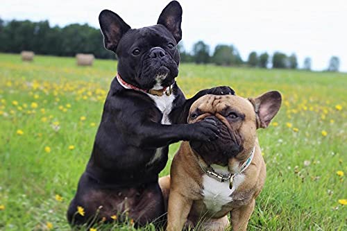 NFRAZ DIY 5D-Diamant-Malset, Diamant-Malsets, lustige Tiere, französische Bulldoggen, Malen nach Zahlen, Diamant-Malerei, Kunsthandwerk für die Wanddekoration zu Hause, 30 x 40 cm NFRAZ DIY 5D-Diamant-Malset, Diamant-Malsets, lustige Tiere, französische Bulldoggen, Malen nach Zahlen, Diamant-Malerei, Kunsthandwerk für die Wanddekoration zu Hause, 30 x 40 cm von NFRAZ