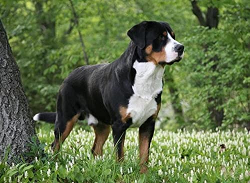 NFRAZ DIY 5D Diamant-Malset, Diamant-Malsets Berner Sennenhund Tier Malen nach Zahlen Diamant, Diamant-Malerei Kunsthandwerk für die Wanddekoration zu Hause 30 x 40 cm NFRAZ DIY 5D Diamant-Malset, Diamant-Malsets Berner Sennenhund Tier Malen nach Zahlen Diamant, Diamant-Malerei Kunsthandwerk für die Wanddekoration zu Hause 30 x 40 cm von NFRAZ