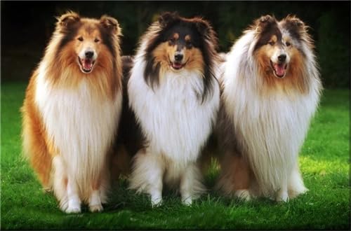 5D DIY Diamond Painting Kits, Hunde Sheltie Schäferhunde Diamond Art Painting Bilder nach Zahlen, DIY Kreuzstich Diamant Painting Geschenk für Wohnkultur 40x70cm von NHYXW