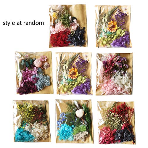NIHENHAO Echte gepresste Blütenblätter l getrocknete Gänseblümchen-Epoxidformfüllung für Epoxidharz-Schmuckherstellung Scrapbooking getrocknete Blume NIHENHAO Echte gepresste Blütenblätter l getrocknete Gänseblümchen-Epoxidformfüllung für Epoxidharz-Schmuckherstellung Scrapbooking getrocknete Blume von NIHENHAO