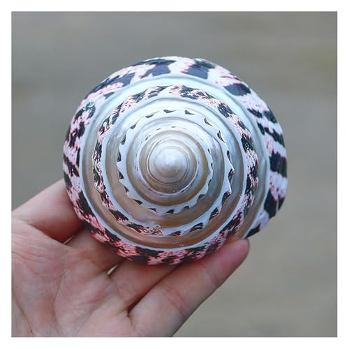 NIRNHYRUR Lenkrollen 1 Stück 10–11 cm, seltene echte Muschel, perfekt for Aquarium, Heimdekoration, tolle Geschenke, Themenparty von NIRNHYRUR