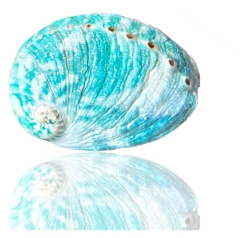 NIRNHYRUR Lenkrollen 1 Stück 8–9 cm große grüne natürliche seltene echte Abalone-Muschel for Aquarium-Themenparty-Dekor-Geschenke von NIRNHYRUR