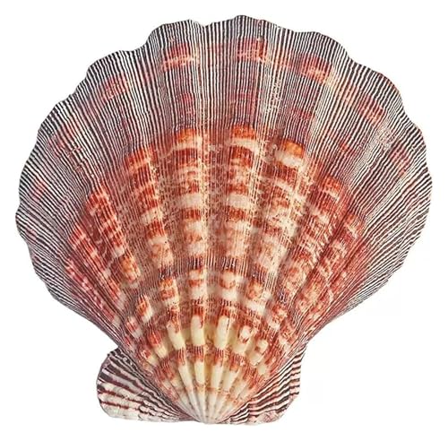 NIRNHYRUR Lenkrollen 1 Stück Jakobsmuschel 13–15 cm for Basteln for DIY-Fischtank-Vasenfüller(14~15cm) von NIRNHYRUR