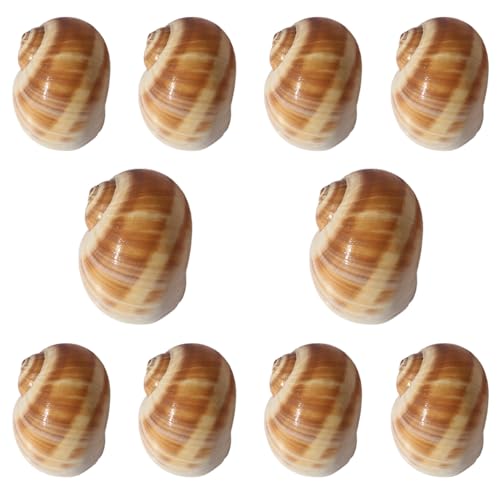 NIRNHYRUR Lenkrollen 10er-Pack. Die Schraubenöffnung ist etwa 3–3,5 cm groß, for Hochzeitsdekoration, Strandparty, Heimdekoration. NIRNHYRUR Lenkrollen 10er-Pack. Die Schraubenöffnung ist etwa 3–3,5 cm groß, for Hochzeitsdekoration, Strandparty, Heimdekoration. von NIRNHYRUR