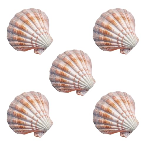 NIRNHYRUR Lenkrollen 11~12 cm, 5 Stück, Bunte große Jakobsmuscheln for Hochzeitsdekoration, Strandthema, Party, Heimdekoration, Aquarium, Landschaftsbau von NIRNHYRUR