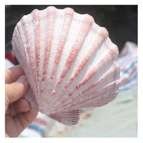NIRNHYRUR Lenkrollen 11–14 cm for Hochzeitsdekoration, Strand-Mottoparty, Heimdekoration, Basteln(11~12cm) von NIRNHYRUR