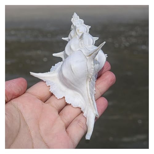 NIRNHYRUR Lenkrollen 12 bis 13 cm, riesige Meeresschnecke, 4–5 Zoll große Jumbo-Muscheln, perfekt for Themenpartys, Heimdekorationen(11 to 12cm) von NIRNHYRUR