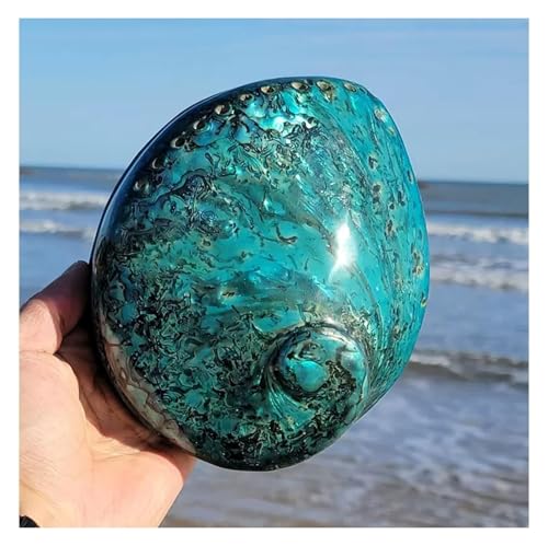 NIRNHYRUR Lenkrollen 14–15 cm Abalone-Muschel, Muschel for Dekorationen, DIY-Bastelarbeiten von NIRNHYRUR