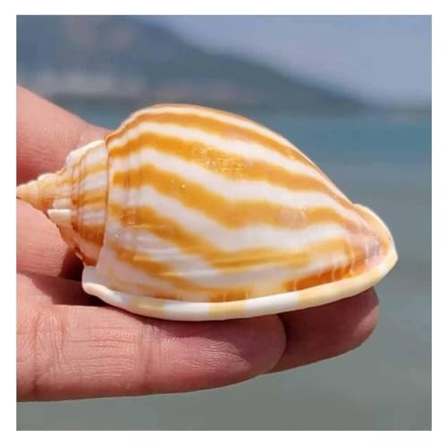 NIRNHYRUR Lenkrollen 5~7 cm Muscheln Wassermelone Schnecke for DIY, Hochzeit Decor Strand Thema Party von NIRNHYRUR