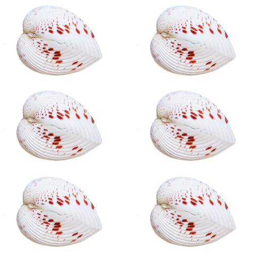 NIRNHYRUR Lenkrollen 6 Stück herzförmige Muscheln, 2–3,5 cm, for Hochzeitsdekoration, Strandparty, Heimdekoration NIRNHYRUR Lenkrollen 6 Stück herzförmige Muscheln, 2–3,5 cm, for Hochzeitsdekoration, Strandparty, Heimdekoration von NIRNHYRUR