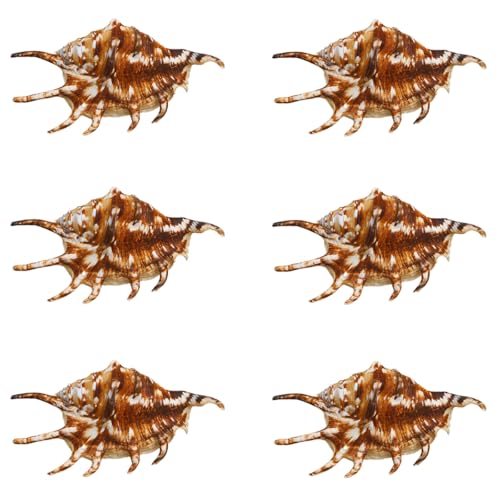 NIRNHYRUR Lenkrollen 6Pcs 9~12Cm Heptagonal Schnecke Hause Dekoration Aquarium Aquarium Landschaftsbau Fotografie von NIRNHYRUR