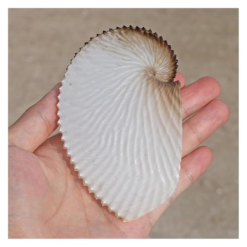 NIRNHYRUR Lenkrollen 9~10 cm riesige Ozean-Muschel, große Muscheln, nautische Stranddekoration for Hochzeit, Heimdekoration, Aquarium NIRNHYRUR Lenkrollen 9~10 cm riesige Ozean-Muschel, große Muscheln, nautische Stranddekoration for Hochzeit, Heimdekoration, Aquarium von NIRNHYRUR