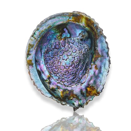 NIRNHYRUR Lenkrollen Abalone-Muschel, 13–16 cm, for Hochzeitsdekoration, Strand-Mottoparty, Heimdekoration(13~14cm) von NIRNHYRUR