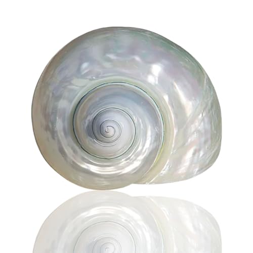 NIRNHYRUR Lenkrollen Dekorativer Beike, Verschiedene Größen, for Hochzeiten, Heimdekoration, Einsiedlerkrebs-Zuhause, Aquarium(8~9cm) von NIRNHYRUR