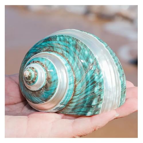 NIRNHYRUR Lenkrollen Einsiedlerkrebs Muscheln Große Mittlere Turbo Muschel Natürliche Meeresmuschel(8~9cm) von NIRNHYRUR