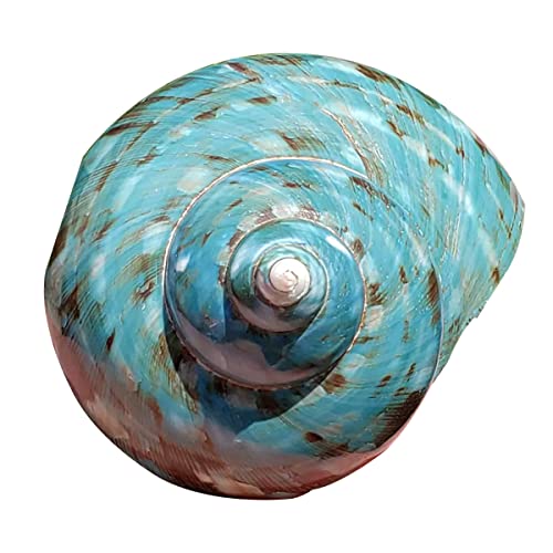 NIRNHYRUR Lenkrollen Gefülltes Seestern-Ornament, groß, grün, Muschel, for Aquarium, Landschaftsgestaltung, Heimdekoration, Basteln, Aquarium und Muschelsammler(9~10CM) von NIRNHYRUR